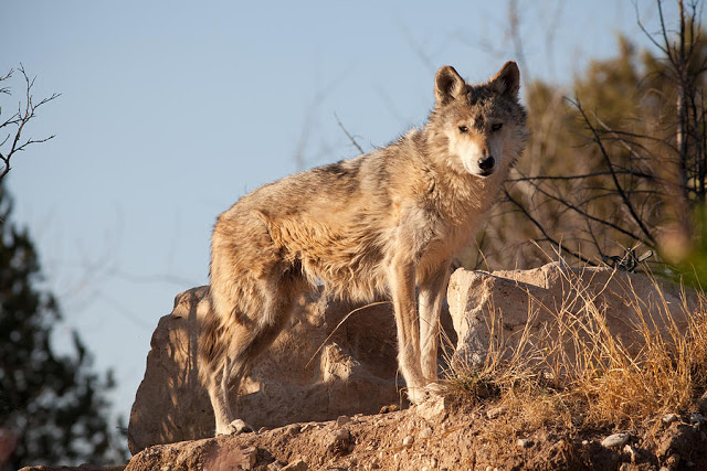 Gray wolves delisted, management authority returned to states and tribes