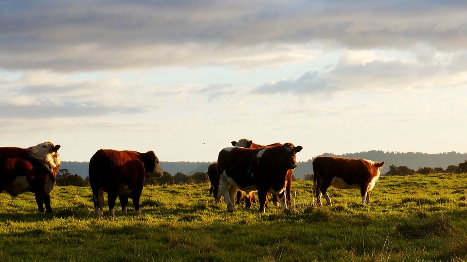 “Net Zero” and the American beef industry cannot co-exist