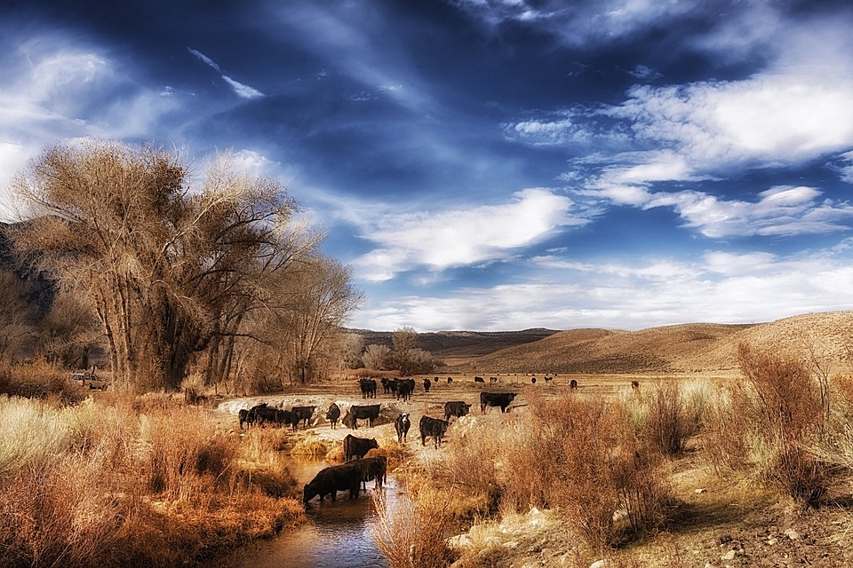 Anti-grazing enviros pressure Forest Service to cancel Utah ranchers’ grazing permits