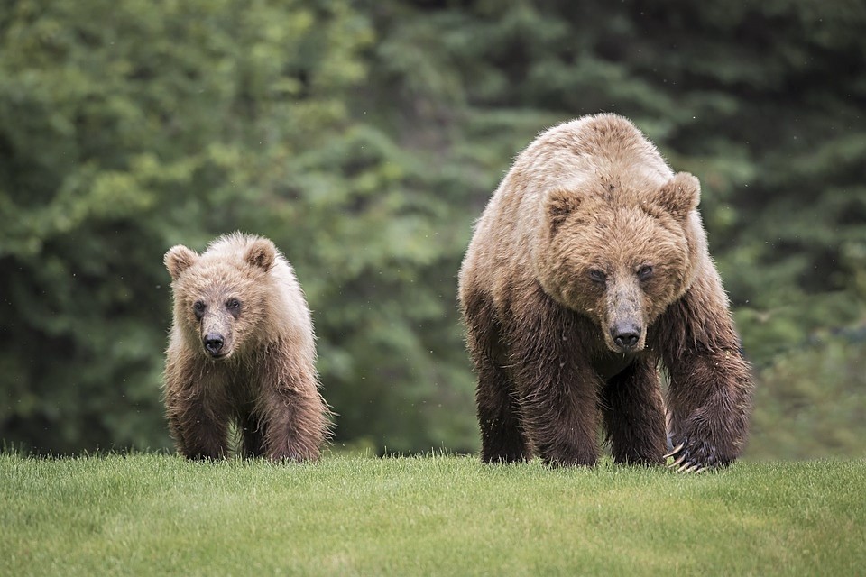 Judge agrees with ranchers that cattle drive won’t harm grizzly populations