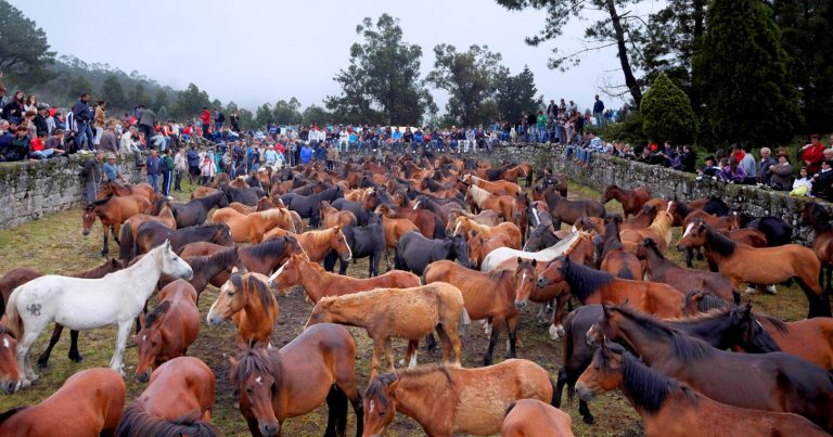 Are deaths of 142 wild horses in Colorado due to BLM failure to vaccinate?