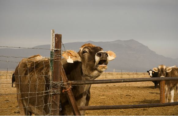 Cattle in Nevada