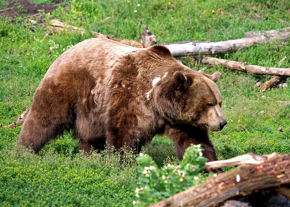 Another western governor pushes to get grizzlies off endangered list