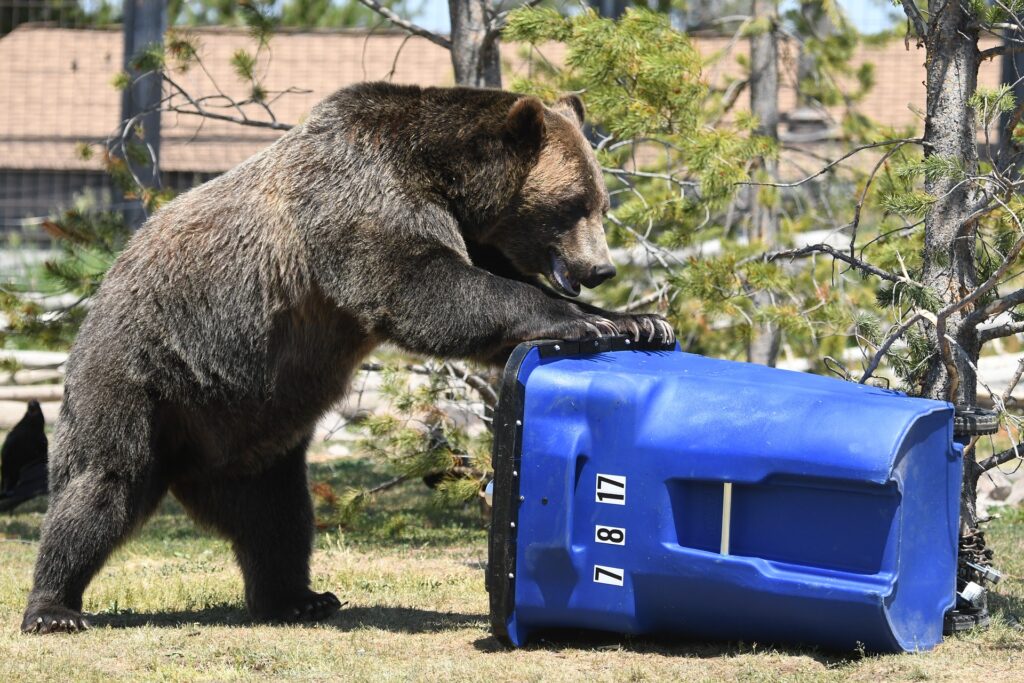 “Protected” grizzlies wreaking havoc on natural and human environments