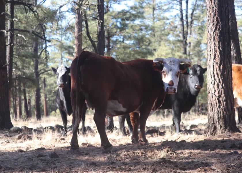 Feds to slaughter New Mexico cattle after court denies ranchers’ restraining order