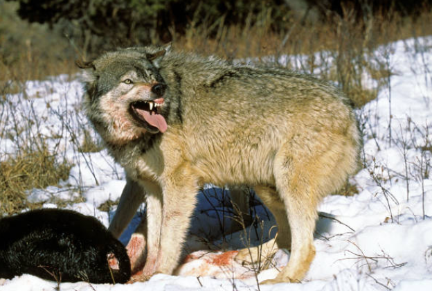 Wolves kill 18 calves near Meeker, Colorado