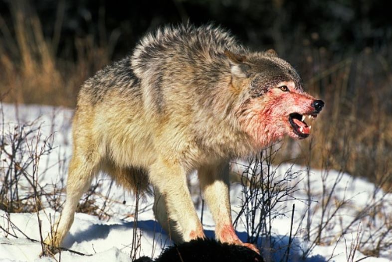 In Colorado it’s illegal for ranchers to protect their livestock and working animals from wolves
