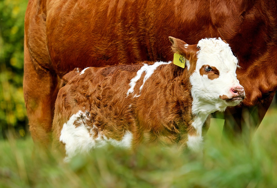 Washington rancher showcases environmental benefits of raising livestock