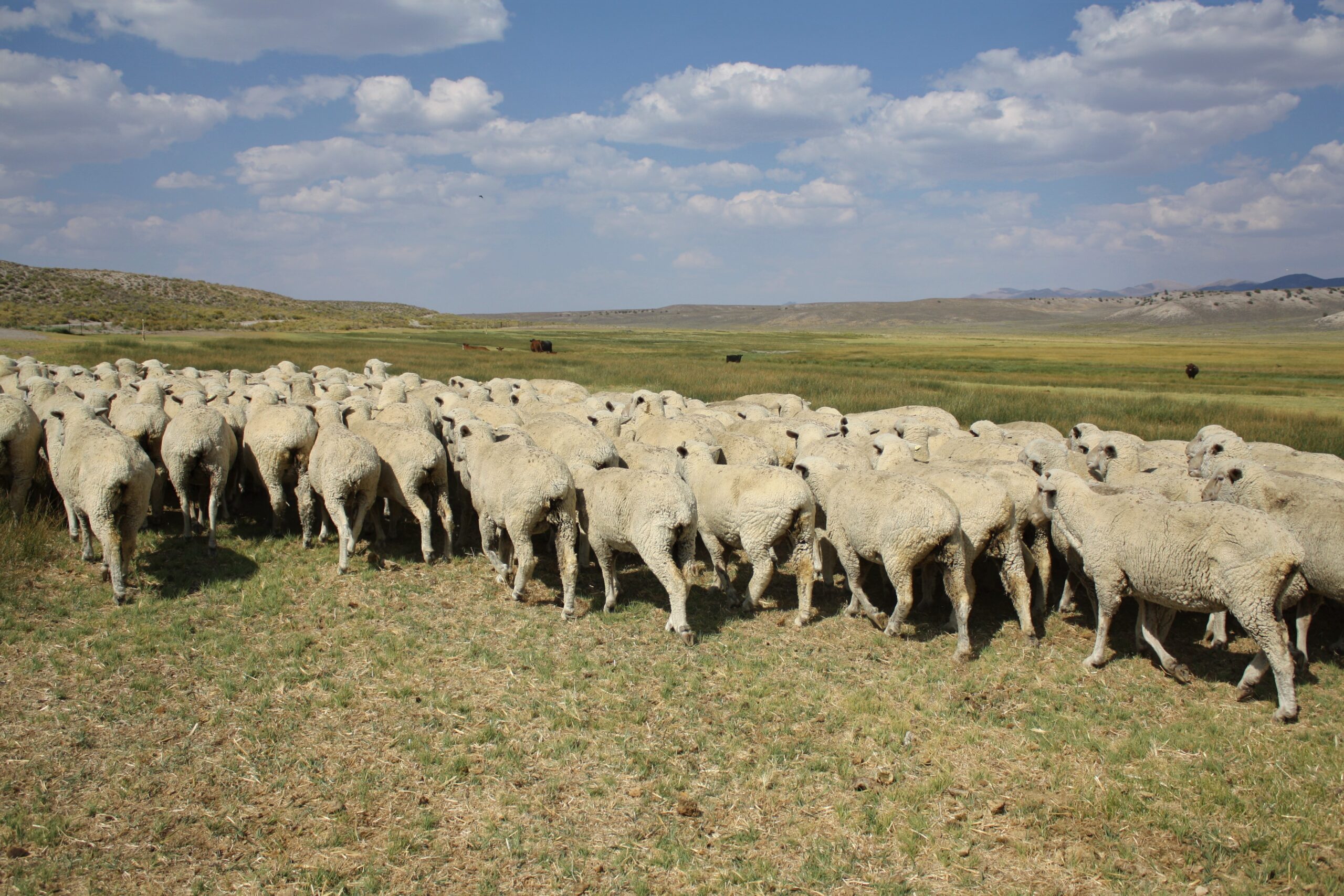 SNWA using illegally-held grazing permits to drive ranchers off Nevada range