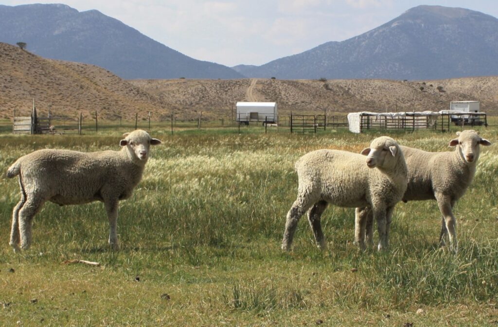 SNWA using illegally-held grazing permits to drive ranchers off Nevada range