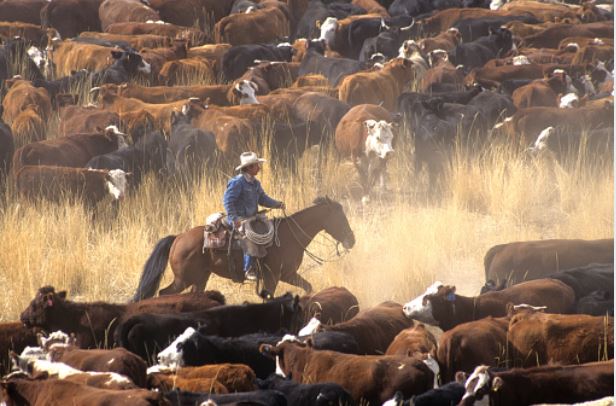 Radical enviros lose bid to stop historic Wyoming cattle drive