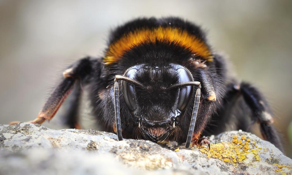 California Lunacy: Court rules that bumblebees are fish