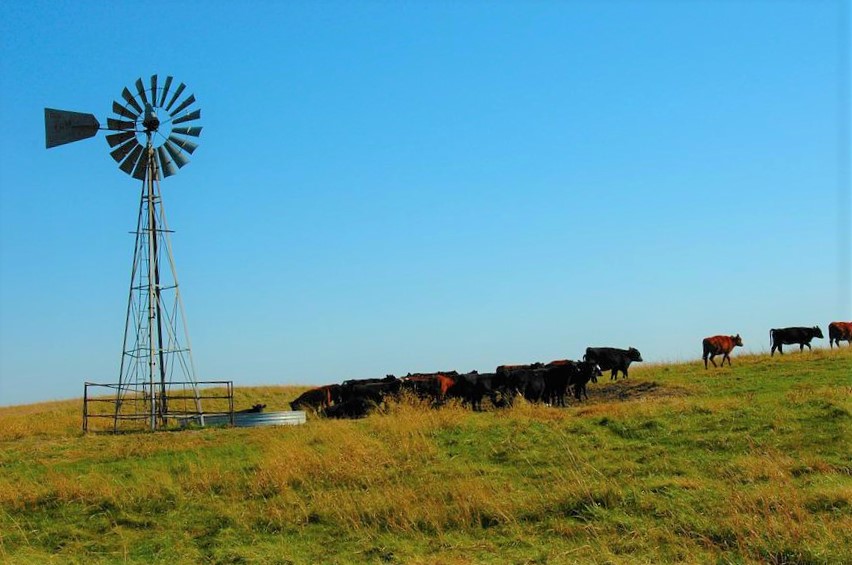 Why Cattle Ranching and Sustainability Go Hand-in-Hand