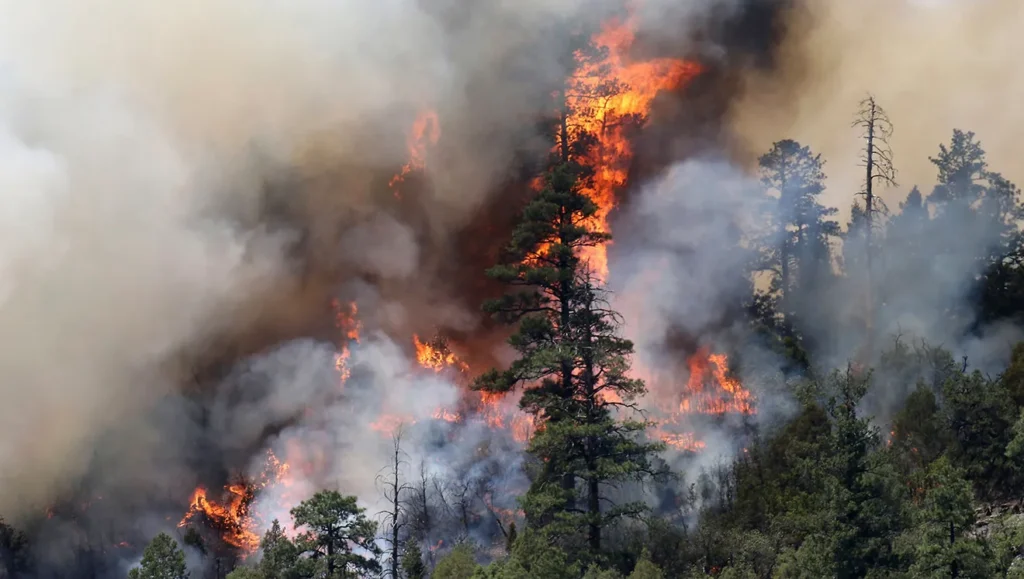 Some enviros still can’t admit logging and clearing mitigate forest fires