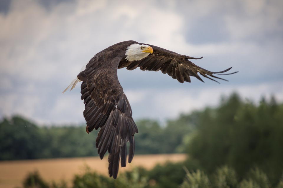 Wind farm eagle kills vastly underreported and downplayed according to USFWS biologist