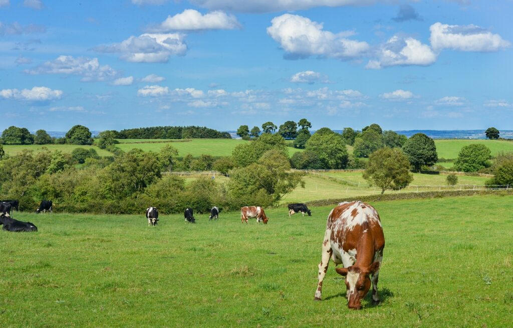 Sheer Insanity: Ireland to slaughter 200,000 cows to fight “climate change”