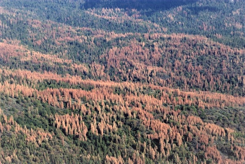 Mismanagement of forests increases fuel loads and decreases carbon absorption