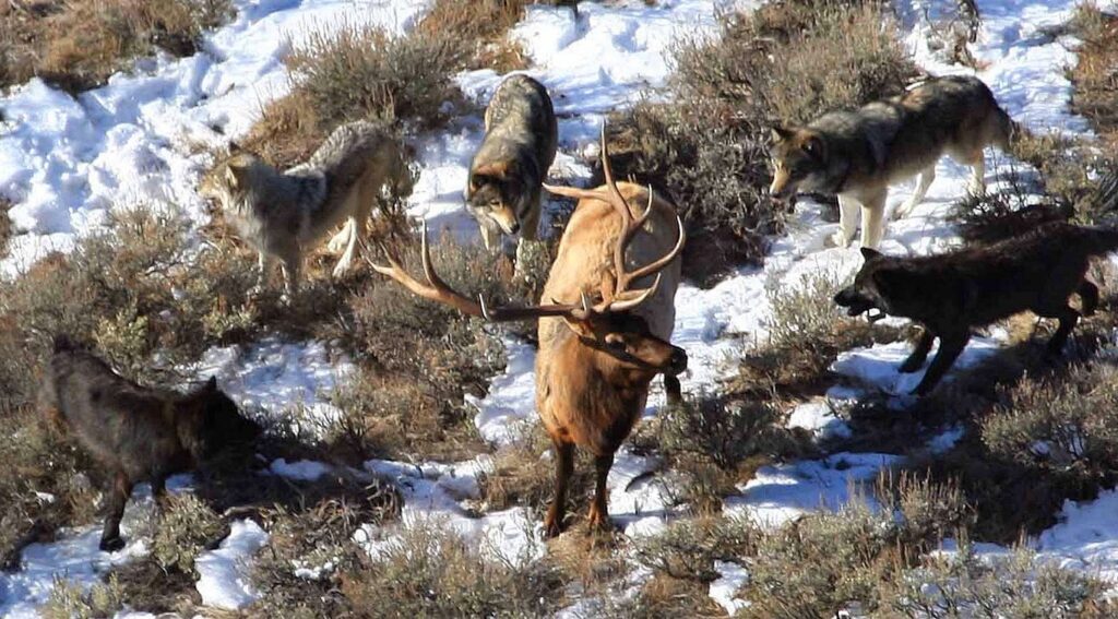 State sanctioned wolf hunts can continue in Idaho, Montana and Wyoming