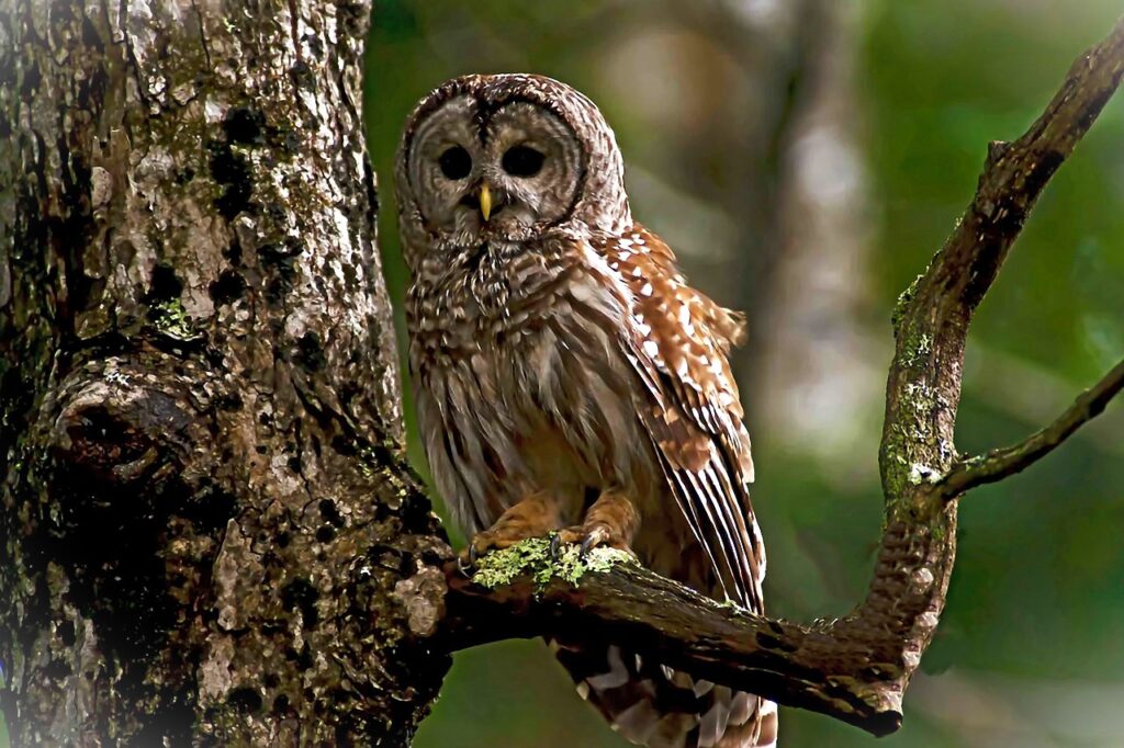 Fed plan would kill 500,000 barred owls to “recover” spotted owls