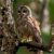 Fed plan would kill 500,000 barred owls to “recover” spotted owls