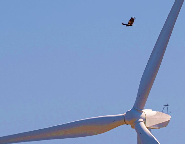 Ecologist goes undercover to expose eagle deaths cause by wind turbines