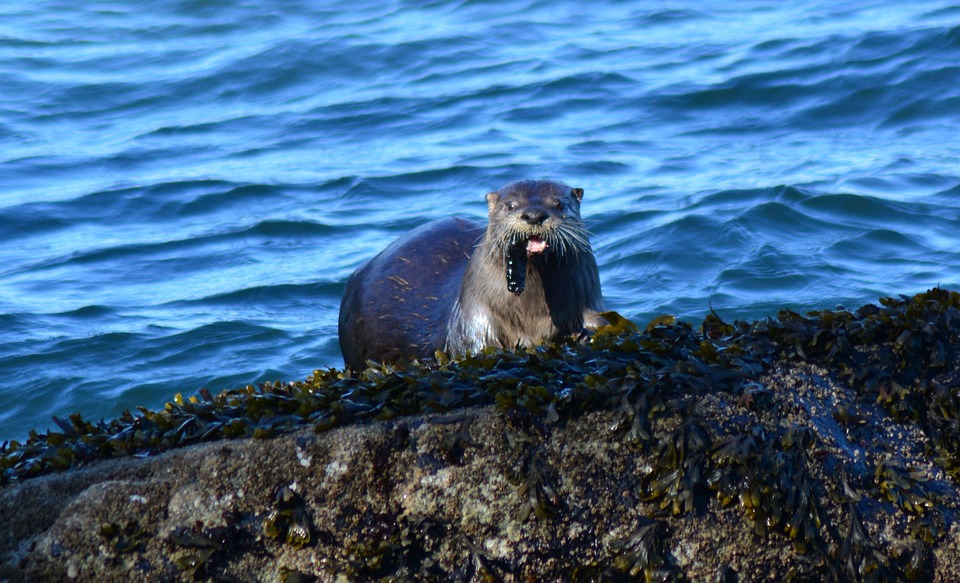 If US Fish & Wildlife cares about endangered species, then why won't they help species recover?