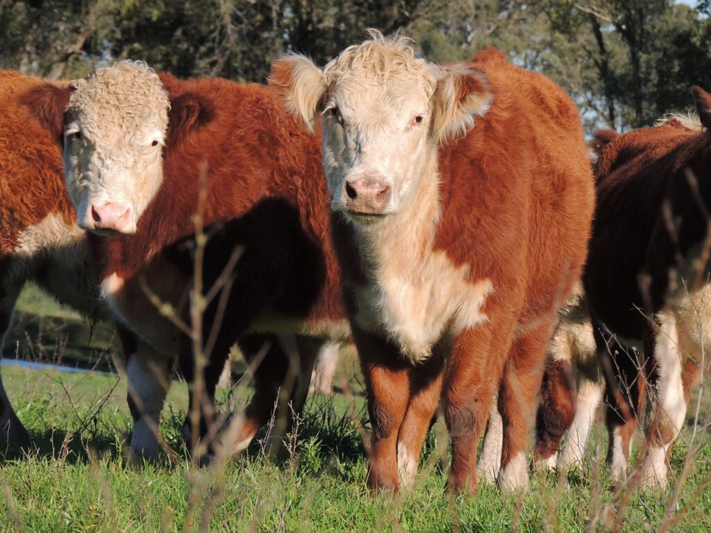 Forest Service "maliciously" targeting and prosecuting South Dakota ranchers