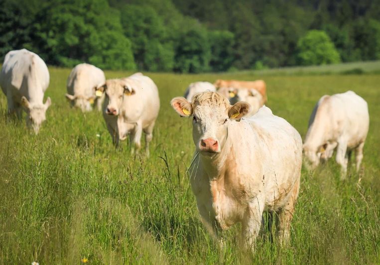 Cattle play a crucial role in balancing ecosystems