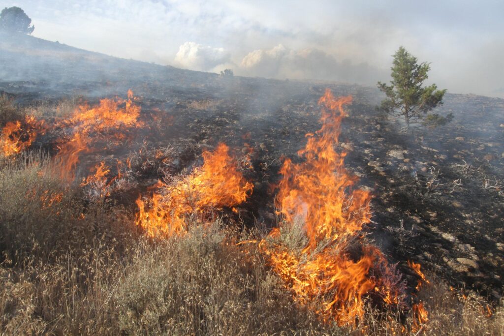 USDA: Livestock grazing protects western rangelands from wildfires