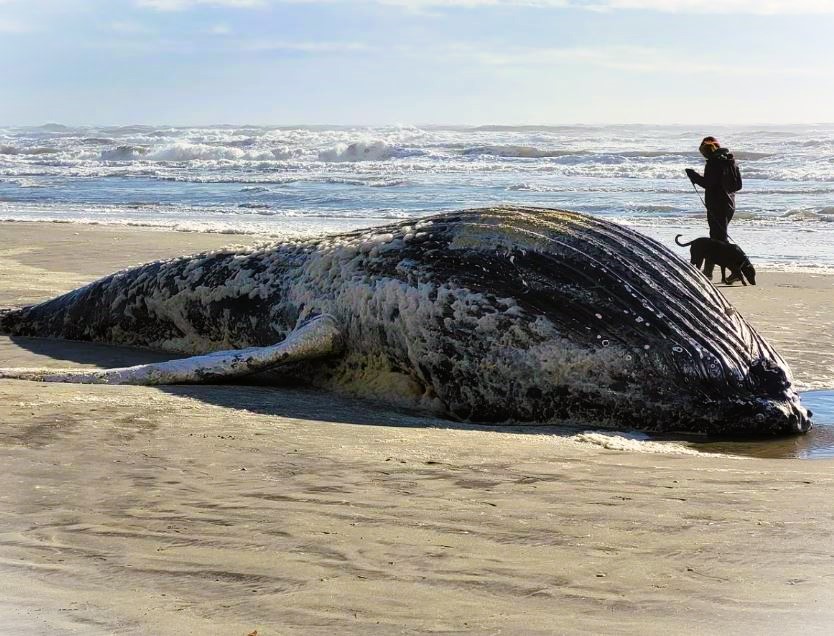 Biden admin is covering up wind industry's destruction of east coast sea life