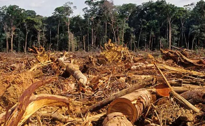 Wind turbine manufacturers linked to illegal Amazon balsa harvesting