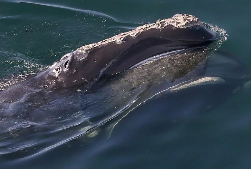 "Greedy" environmental organizations put right whales in peril