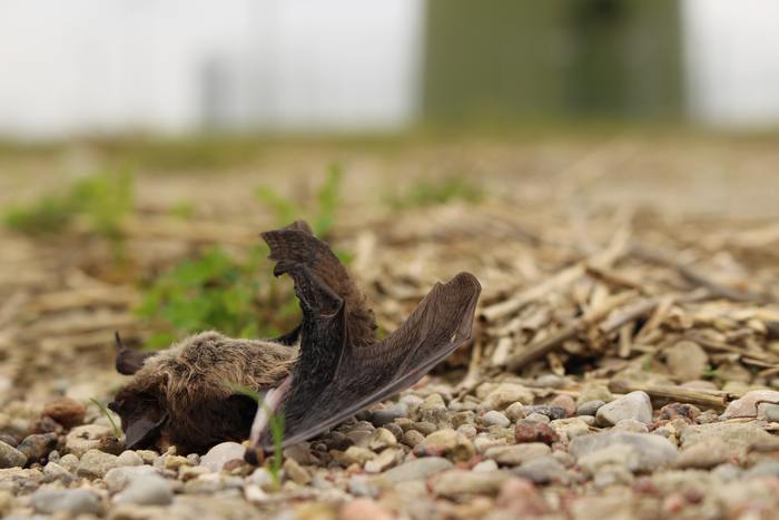 Big Wind is decimating bird, bat and insect populations