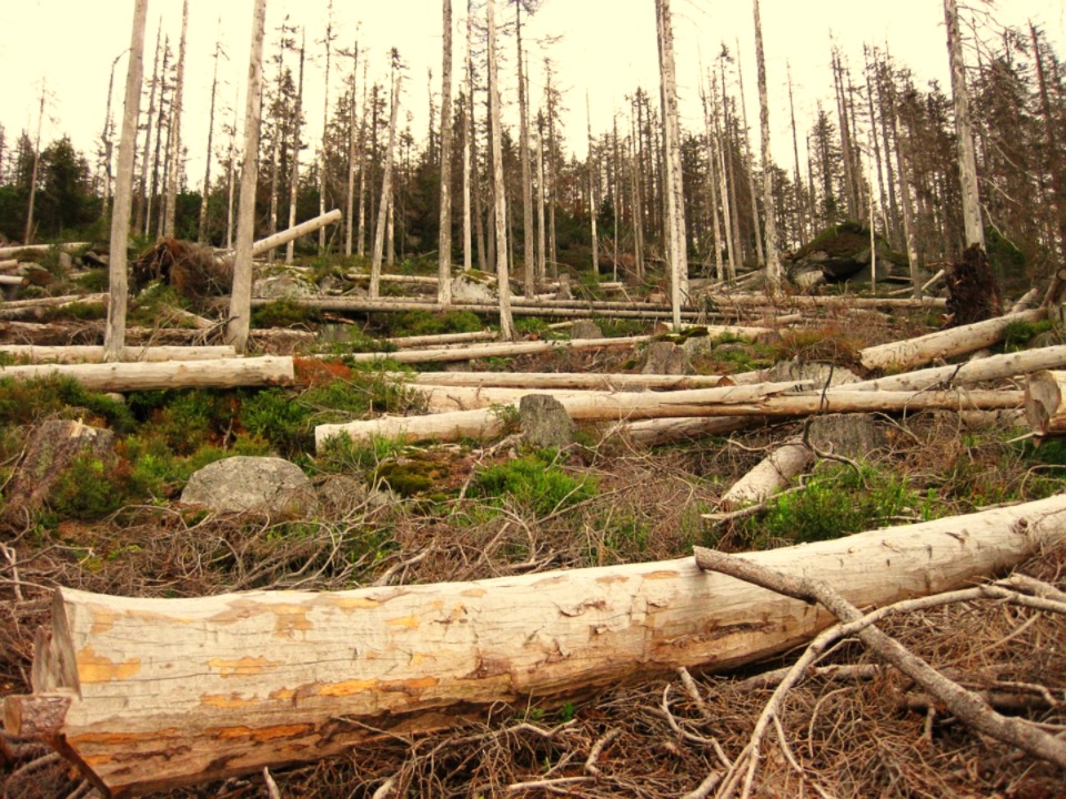 Common sense wins in debate over "old growth" forest management