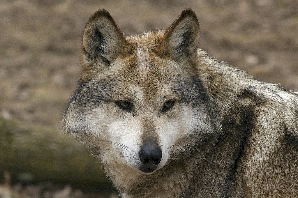 Cattle growers warn of growing New Mexico wolf population