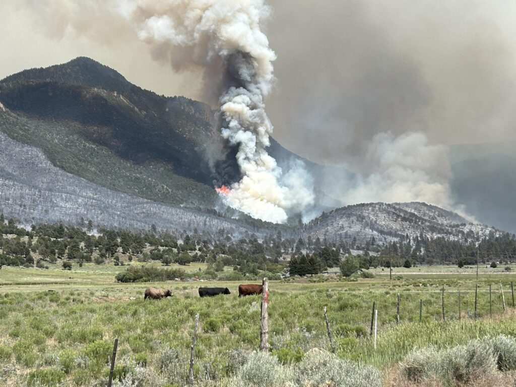 The "Roadless Rule" restricts management on a third of all national forest lands