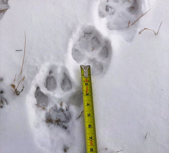 Arizona Rep Gosar seeks to remove Mexican gray wolves from ESA list